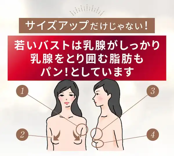 サイズアップだけじゃない！ 若いバストは乳腺がしっかり乳腺をとり囲む脂肪もパン！としています